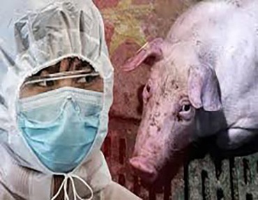 شناسایی آنفلوانزای خوکی جدید در چین که میتواند مانند کووید ۱۹ همه گیر شود
